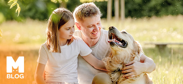 Golden Retriever Cinsi Köpeklerde Tüy Dökme Sorunu