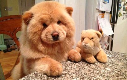 Görünümü Ayıya Benzeyen Köpekler