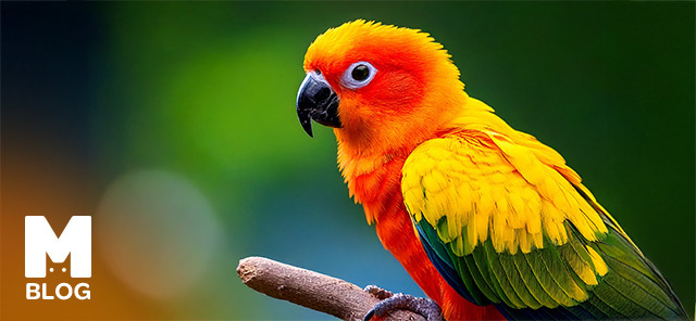 Güneş Papağanı (Sun Conure) Özellikleri ve Bakımı
