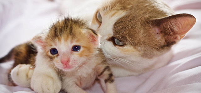 HAMİLE KEDİ BAKIMI NASIL YAPILIR?