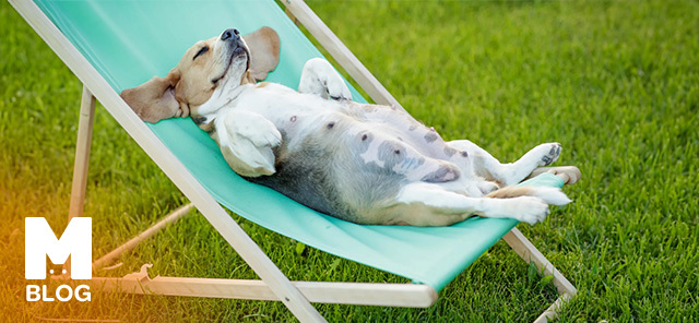 Hamile Köpeklerde Beslenme Nasıl Olmalıdır?
