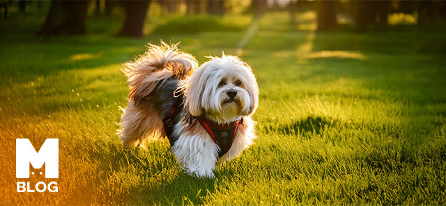 Havanese Köpek Irkı Özellikleri, Beslenmesi ve Eğitimi