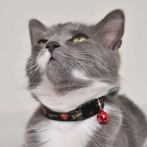 Süperman Kedi Boyun Tasması 1 Cm Siyah - 4