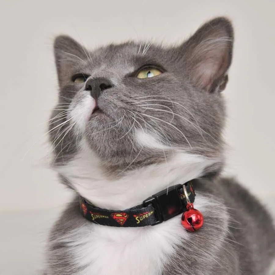 Süperman Kedi Boyun Tasması 1 Cm Siyah - 4
