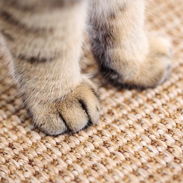 Herniks Kedi Otlu Doğal Ahşap Zemin Sisal Tırmalama Tahtası 31x29cm - 3