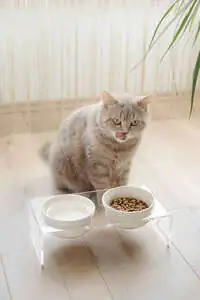 Herniks Pati Desenli Şeffaf Pleksi Ve Seramik İkili Mama Kabı 30x15 Cm - Şeffaf - 2