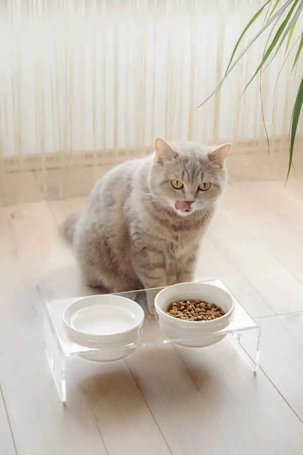 Herniks Pati Desenli Şeffaf Pleksi Ve Seramik İkili Mama Kabı 30x15 Cm - Şeffaf - 2