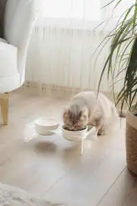 Herniks Pati Desenli Şeffaf Pleksi Ve Seramik İkili Mama Kabı 30x15 Cm - Şeffaf - 3