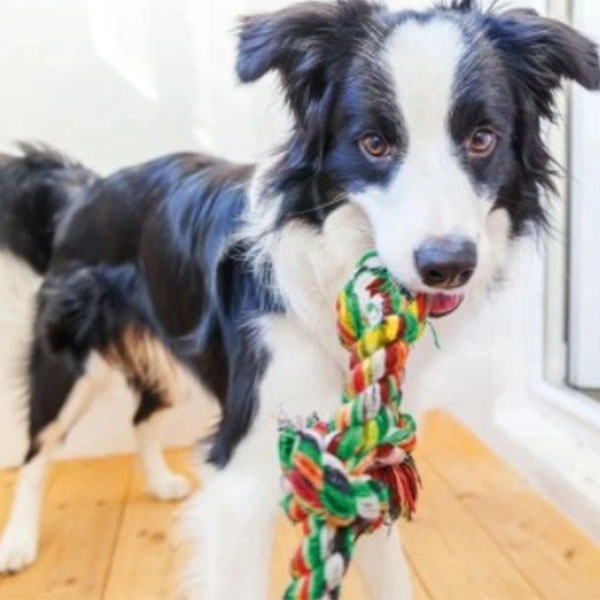 İmac Ördek Şekilli Tenis Toplu ve Kordonlu Köpek Çekiştirme Oyuncağı – 27x7x7 cm - 2