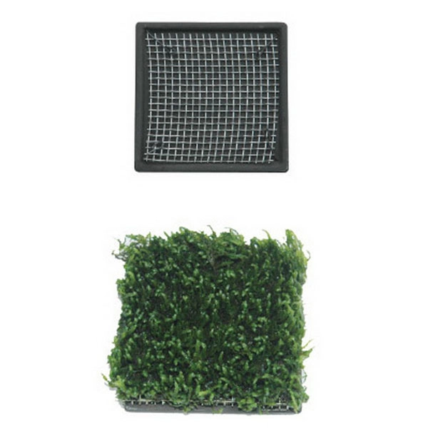 Ista Bitki Taban Seramik 5 cm Kare - 1