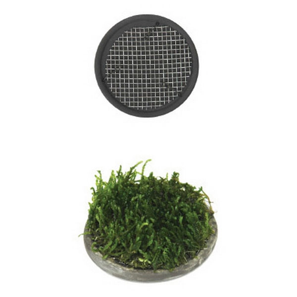 Ista Bitki Taban Seramik 5 cm Yuvarlak - 1