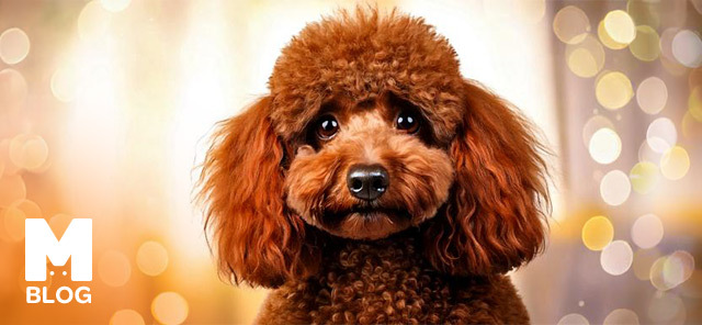 Kahverengi Köpek Cinsleri