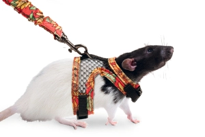 Karlıe Kemirgen Hayvan Göğüs Tasması - 2