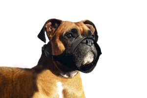 Karlıe Köpek Ağızlığı Özel - 2