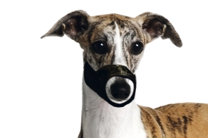 Karlıe Köpek Ağızlığı Xs - 2