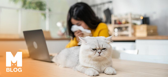 Kedi Alerjisi Belirtileri ve Tedavisi