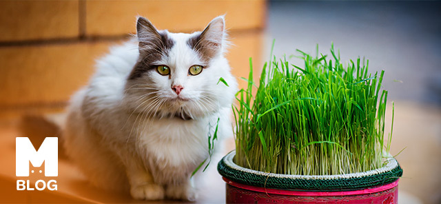 Kedi Çimi Nedir Ne İşe Yarar?