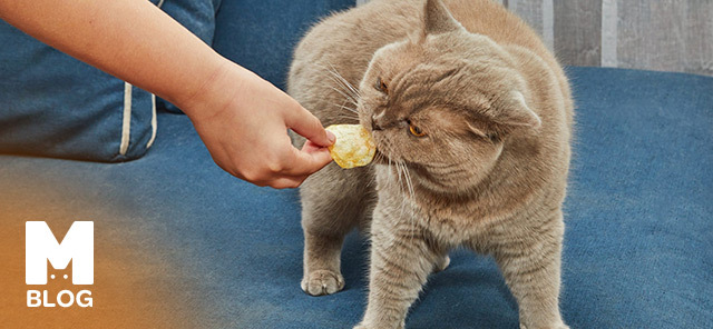 Kedi Cips Yer mi?