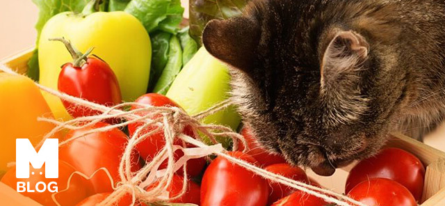 Kedi Domates Yer mi?