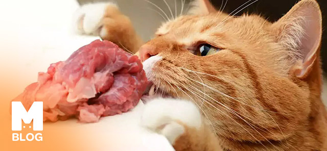 Kedi Et Yer mi?