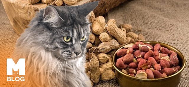 Kedi Fıstık Yer mi?