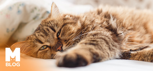 Kedi Gençlik Hastalığı Nedir?