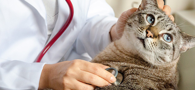 KEDİ HASTALIKLARI NELERDİR?