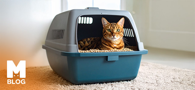 Kedi Kumu Hangi Özelliklere Sahip Olmalı?