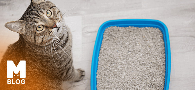 Kedi Kumu Nasıl Temizlenir?