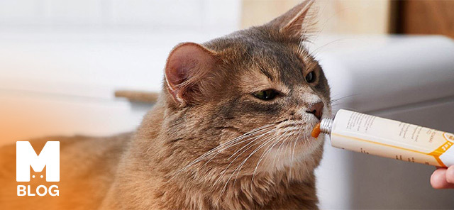Kedi Maltı Nedir? Ne İşe Yarar?