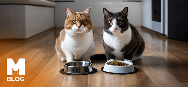 Kedi Mama ve Su Kabı Nasıl Olmalıdır?