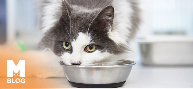Kedi Maması Kokusu Nasıl Giderilir?