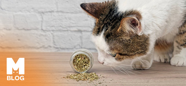 Kedi Otu Ne İşe Yarar?