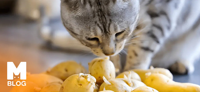 Kedi Patates Yer mi?