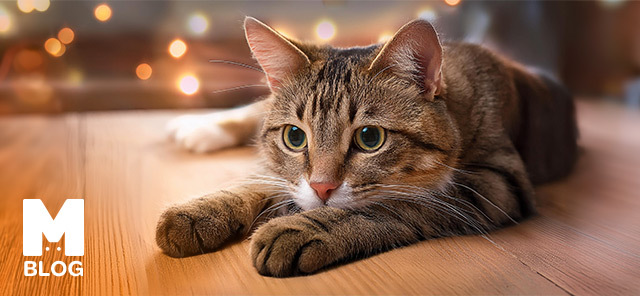 Kedi Patisi Hakkında Bilinmesi Gereken 10 İlginç Bilgi