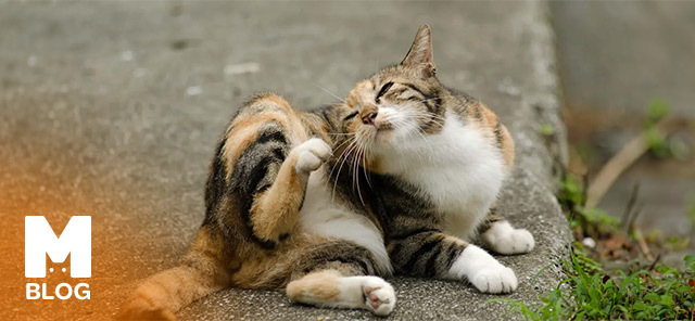 Kedi Piresi İnsana Geçer mi?
