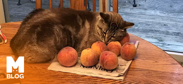 Kedi Şeftali Yer mi?