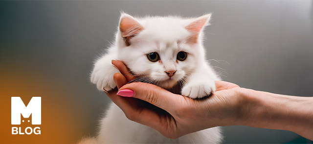 Kedi Tırmığı Hastalığı Nedir?