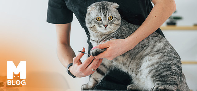 Kedi Tırnağı Nasıl Kesilir?