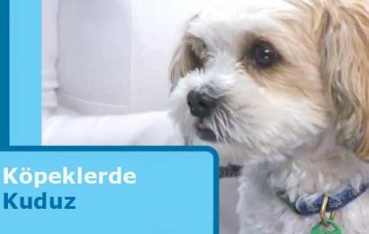 Kedi ve Köpeklerde Kuduz