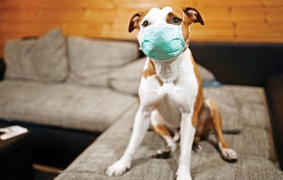 Kedi ve Köpeklerden Koronavirüs Bulaşır Mı?
