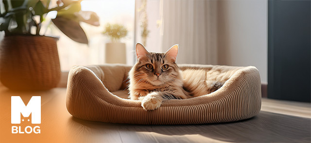 Kedi Yatağı Nasıl Seçilmeli?