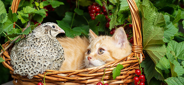 KEDİLER KUŞLARLA BİRLİKTE YAŞAYABİLİR Mİ?