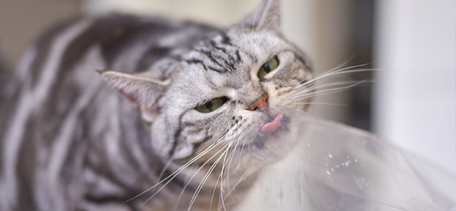 KEDİLER NEDEN PLASTİK YEMEYE ÇALIŞIR?