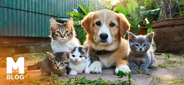 Kediler ve Köpekler Birlikte Yaşayabilir mi?