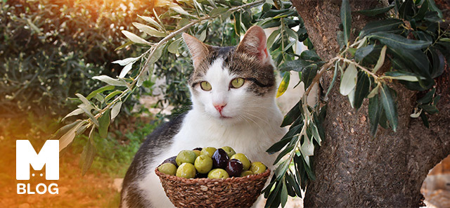 Kediler Zeytin Yer mi?