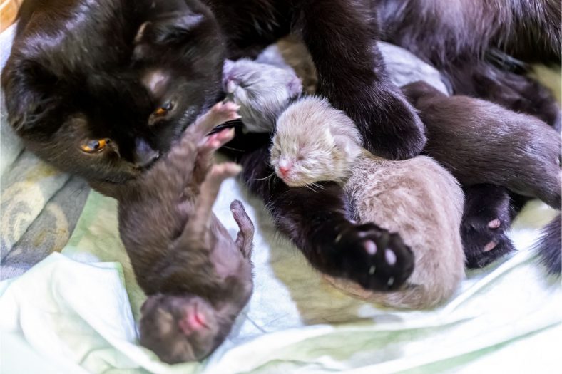 KEDİLERDE DOĞUM SONRASI GÖRÜLEN KANAMA