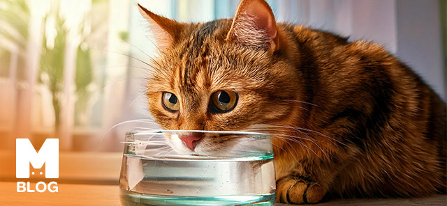 KEDİLERDE SU TÜKETİMİNDE DİKKAT EDİLMESİ GEREKENLER