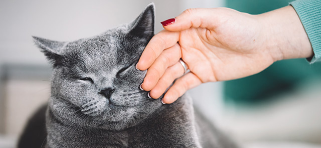 KEDİLERİN KULAK HAREKETLERİ VE ANLAMLARI 