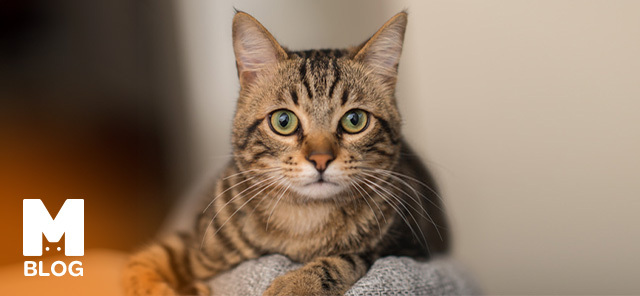 Kedinize Tarz Katacak Özel İngilizce Kedi İsim Önerileri